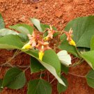 Gmelina Arborea Tree 5-10 Seeds Gambhari Gamhar Snapdragon White Teak