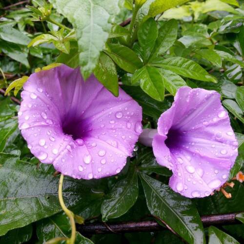 Ipomoea Palmata Cairica Vine 10 Seeds Cairo Morning Glory Railway Creeper