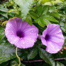 Ipomoea Palmata Cairica Vine 10 Seeds Cairo Morning Glory Railway Creeper