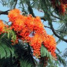 Colvillea Racemosa Tree 8 Seeds Rich Orange Colville's Glory Madagascar