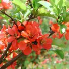 Chaenomeles Japonica 10 Seeds Cold Hardy Bonsai Red Japanese Quince Shrub