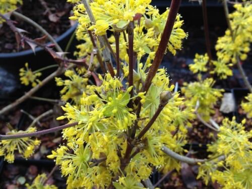 Cornus Officinalis 15 Seeds Dogwood Cornelian Cherry Shrub Tree Hardy