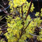 Cornus Officinalis 15 Seeds Dogwood Cornelian Cherry Shrub Tree Hardy