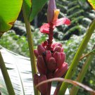 Musa Velutina Hairy Pink Ornamental Banana Fruits 10 Seeds Hardy