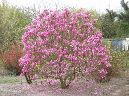 Magnolia Liliiflora Shrub Bush Seeds Mulan Tulip Lily Flower Magnolia