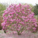 Magnolia Liliiflora Shrub Bush Seeds Mulan Tulip Lily Flower Magnolia