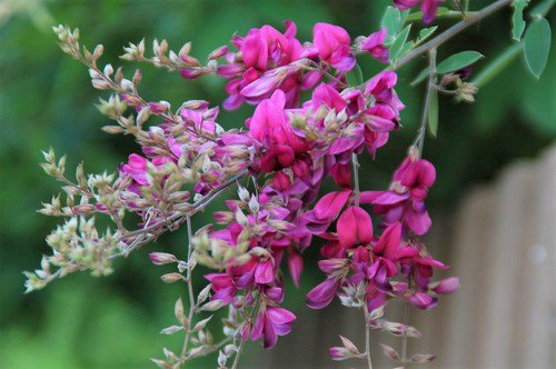 Lespedeza Bicolor 50 Seeds Hardy Bush Clover Shrub Garden Landscape Flowers