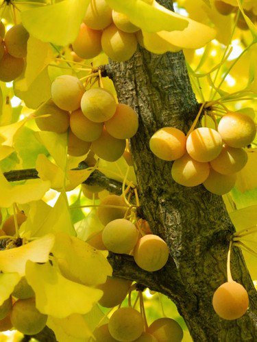 Ginkgo Biloba Tree 8 Seeds Hardy Supplement Herb Bonsai Maidenhair