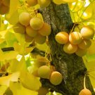 Ginkgo Biloba Tree 8 Seeds Hardy Supplement Herb Bonsai Maidenhair