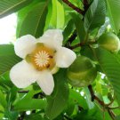 Dillenia Indica 15 Seeds Elephant Apple Edible Fruit Shrub Tree Chulta Flowers