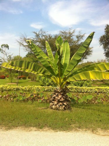 Ensete Superbum Seeds Rock Cliff Banana Tropical Ornamental Tree Hardy Plant