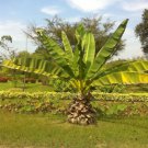 Ensete Superbum Seeds Rock Cliff Banana Tropical Ornamental Tree Hardy Plant