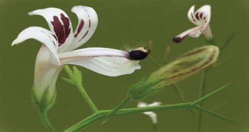 Andrographis paniculata 50 Seeds Supplement King of Bitters Chiretta