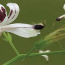 Andrographis paniculata 50 Seeds Supplement King of Bitters Chiretta