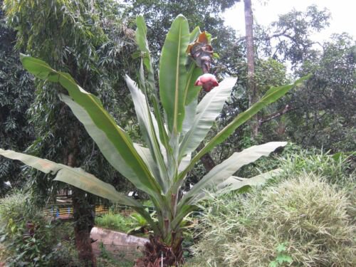 Ensete Superbum 5 Seeds The Hardy Rock Or Cliff Banana Ornamental Tree