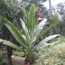 Ensete Superbum 5 Seeds The Hardy Rock Or Cliff Banana Ornamental Tree