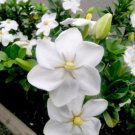 Gardenia Thunbergia 10 Seeds Fragrant Wild Gardenia Shrub Plants or Small Tree