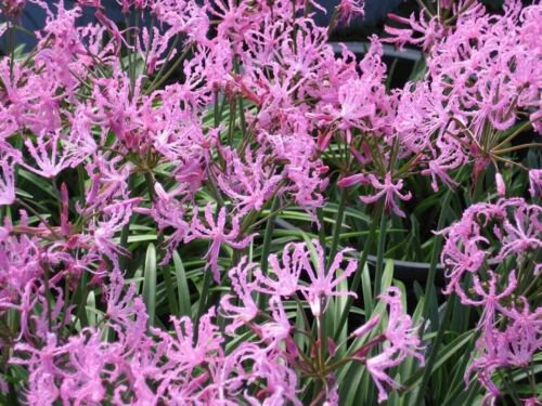 Nerine Alta Nerine Undulata A South African Bulbous Perennial 5 Seeds