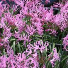 Nerine Alta Nerine Undulata A South African Bulbous Perennial 5 Seeds
