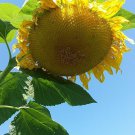 Titan Sunflower Seeds