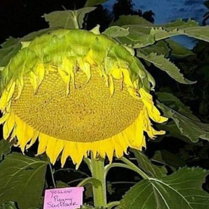 Yellow Pygmy Sunflower Seeds