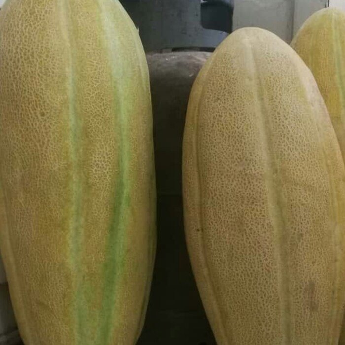 Sugar Boat Cantaloupe Seeds