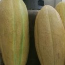 Sugar Boat Cantaloupe Seeds