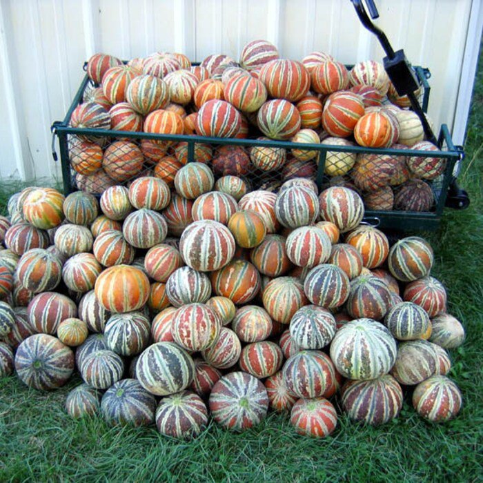Kajari Melon Seeds Mini Melons