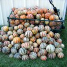 Kajari Melon Seeds Mini Melons