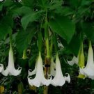 Beautiful White Angel Trumpet Brugmansia Seeds