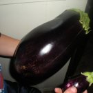 Massive Black Beauty Eggplant Seeds