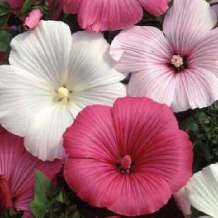 Rose Mallow Mix Pink White Red Seeds