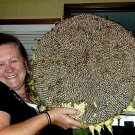 Godzilla Sunflower Seeds Massive Heads
