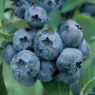 Chandler Blueberry Bush Seeds