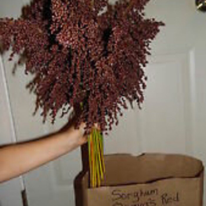 OvanaS Red Sorghum Seeds