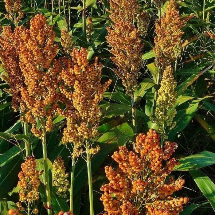 Sugar Drip Sorghum Seeds
