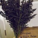 Black Amber Sorghum Seeds