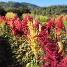 35 Kinds Of Amaranth Master Amaranth Collection 35 Seed Packs All Different