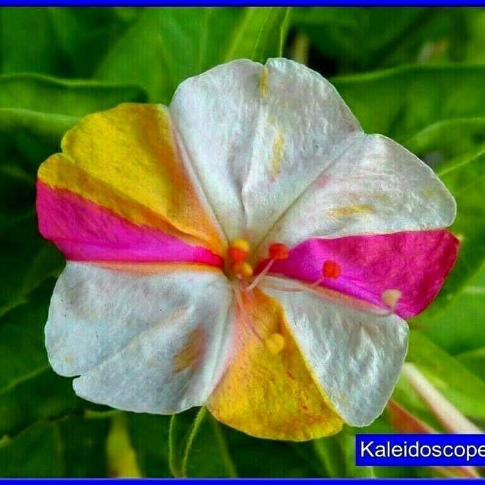 Four O ClockS Kaleidoscope Seeds Beautiful Mixed Color On The Same Flower