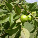 Guava Fruit Tree Seeds Guava Psidium Guajava