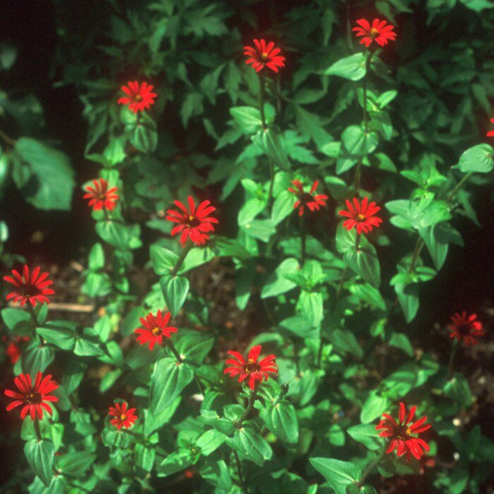 Red Spider Zinnia Seeds Tiny Flower On Dwarf Plants