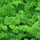 Forest Green Parsley Seeds