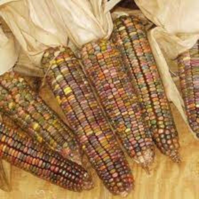 Earth Tones Dent Corn Seeds