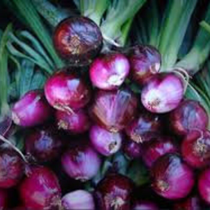 Red Burgundy Onion Seeds
