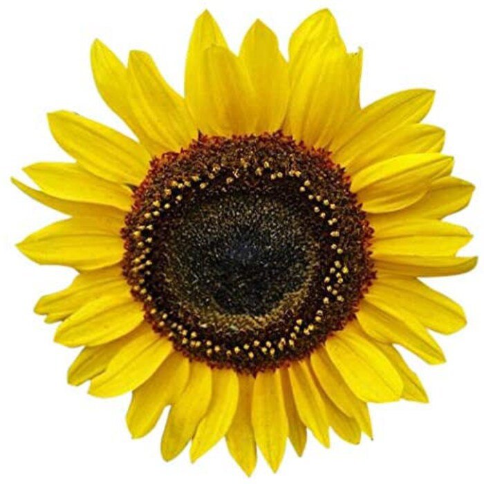 Domino Sunflower Seeds