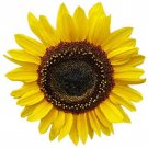 Domino Sunflower Seeds