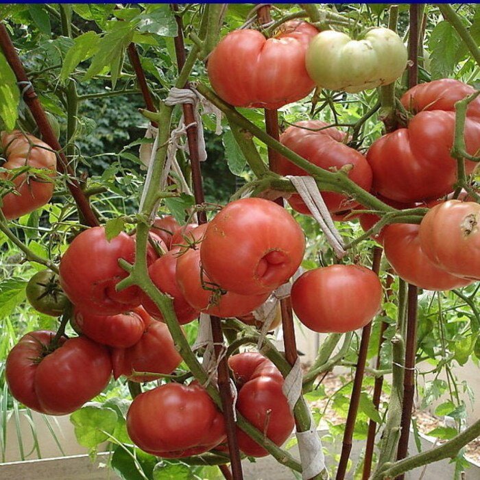 Vinson WattS Tomato Seeds