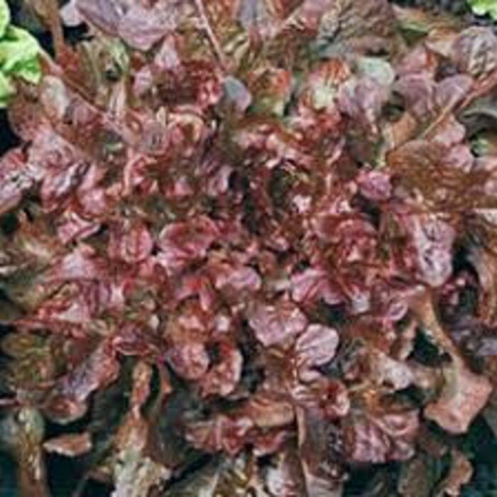 Red Leaf Salad Bowl Lettuce Seeds