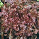 Red Leaf Salad Bowl Lettuce Seeds