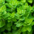 Oregano Seeds Origanum Vulgare